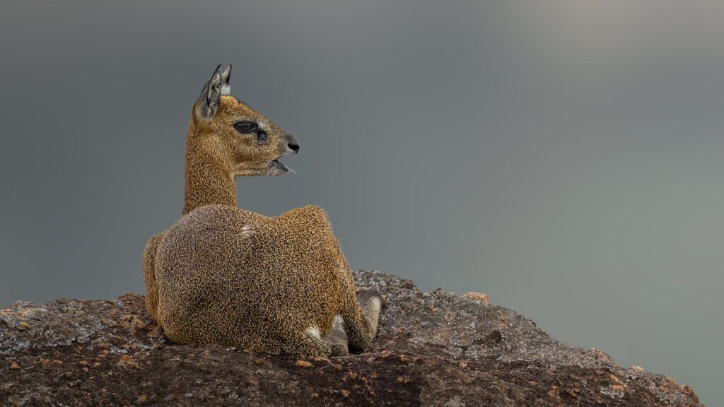 Klipspringer Resting