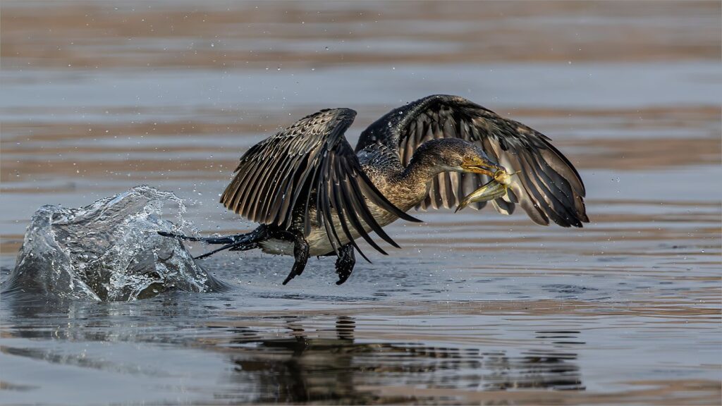 Lift-Off with Lunch