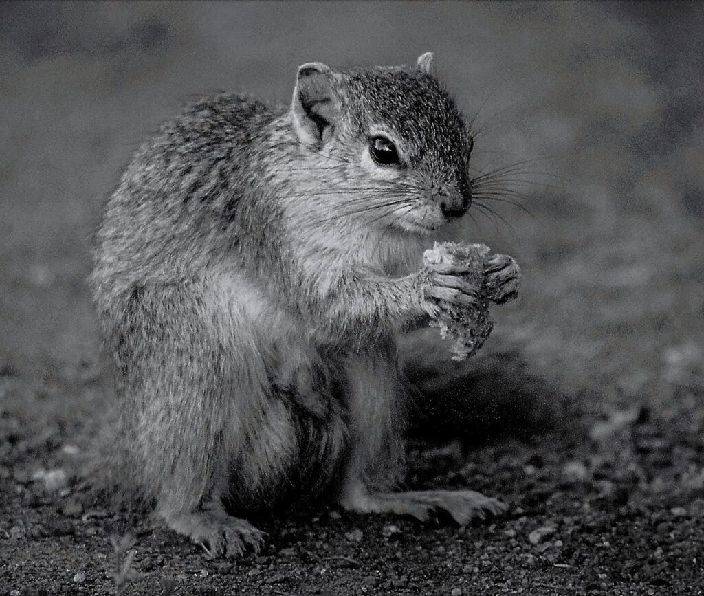 Nibble Time