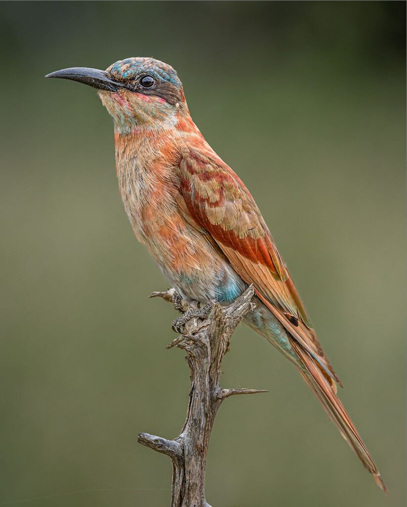 Southern Carmine Bee eater