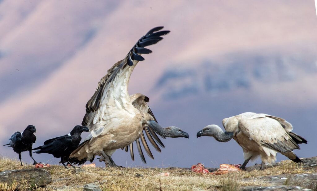 Squabble