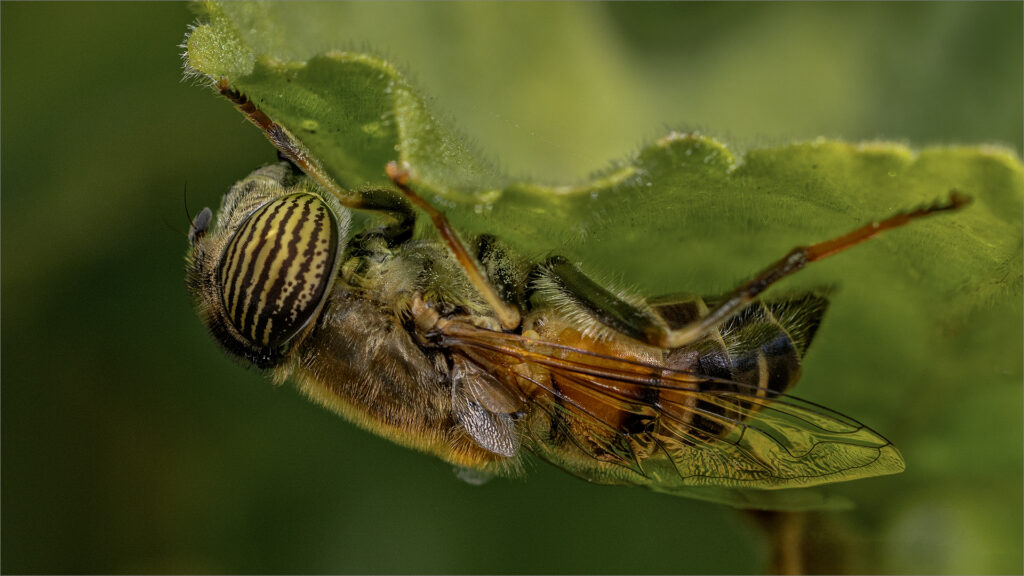 Band eyed Drone Fly