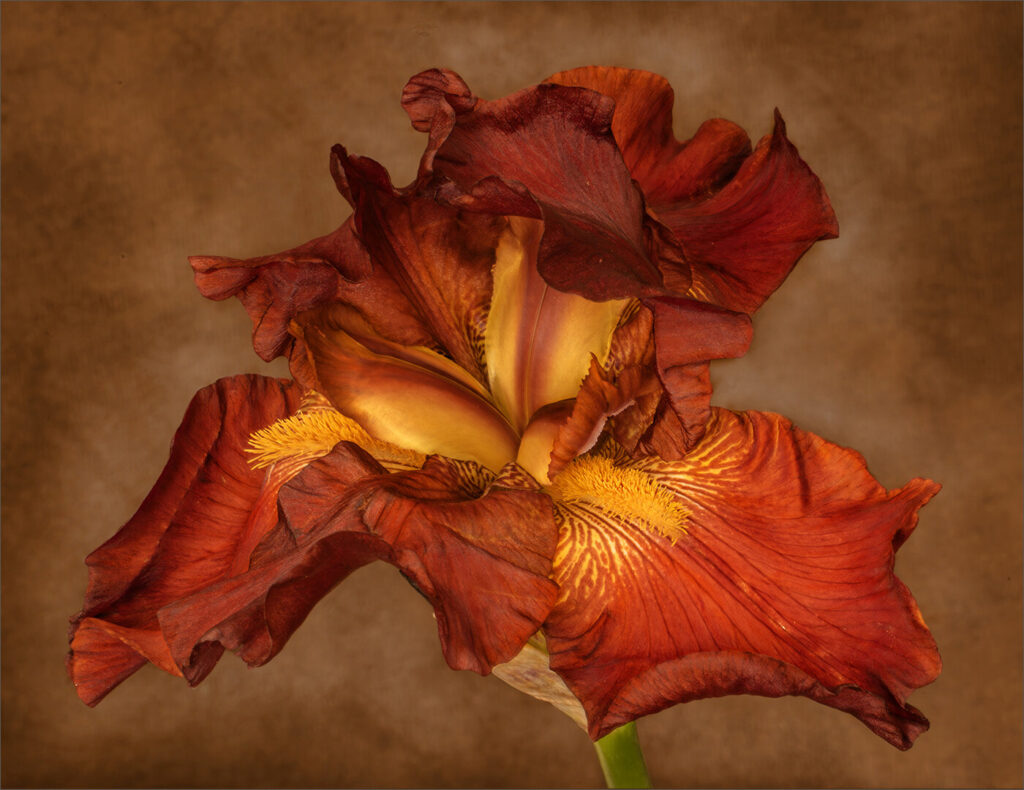 Brown iris 1
