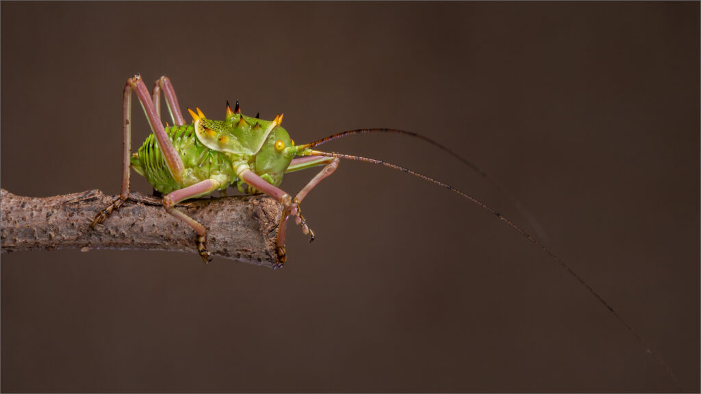 Bush Cricket