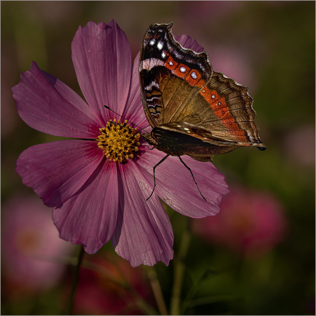 Commodore Butterfly