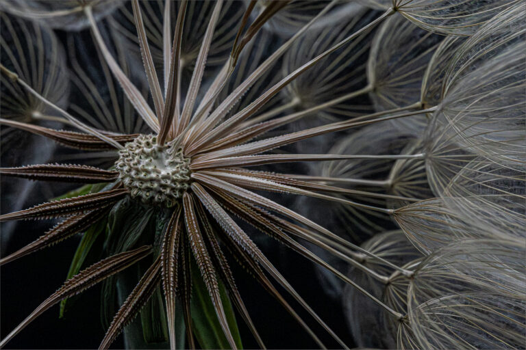 Dandelion Centre, Elsa Schnetler