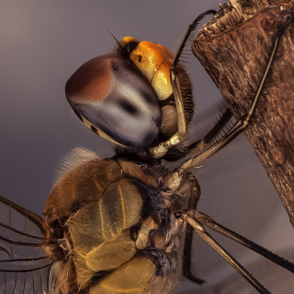 The Eye of the Dragonfly