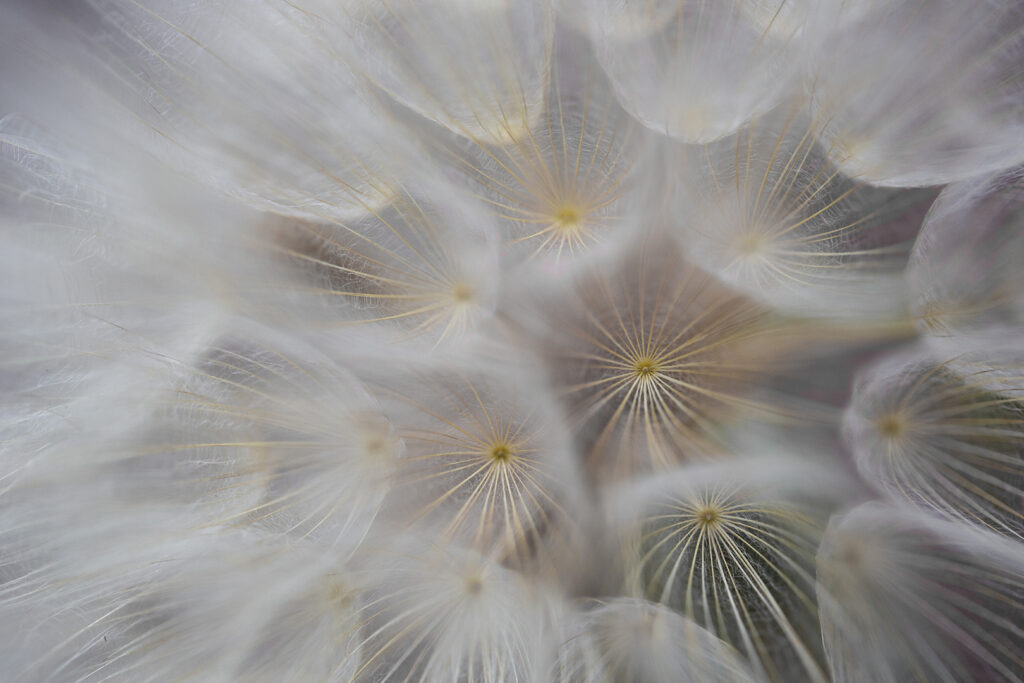 Dandelion Abstract