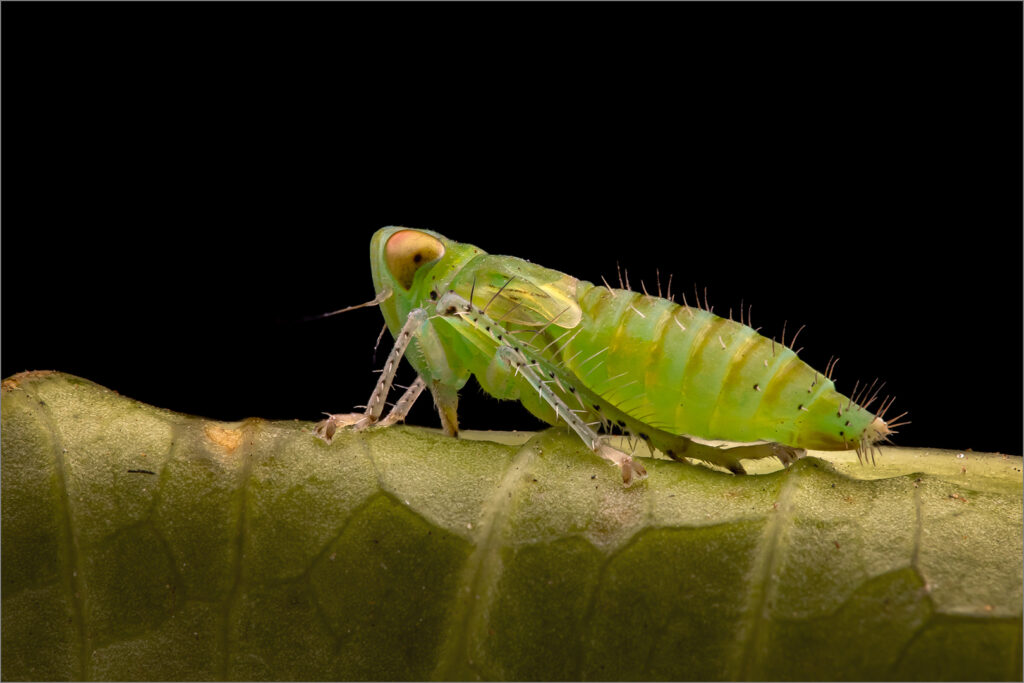 Green Leafhopper