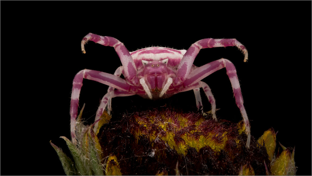 Pink Crabspider 86