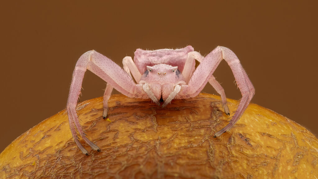 Pink Crabspider on Rose pod