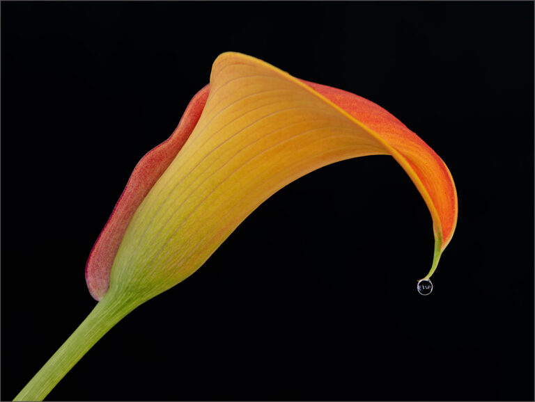 Droplet, Antonette Bezuidenhout