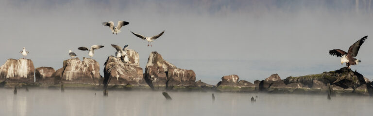 Birds, Louis Mouton
