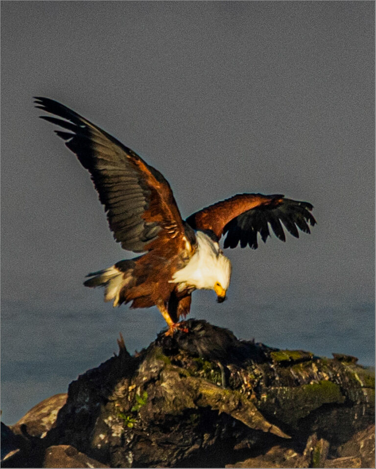 Challenge  The eagle has landed, Marthinus Odendaal