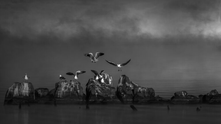 Bird Island, Arnold Bester