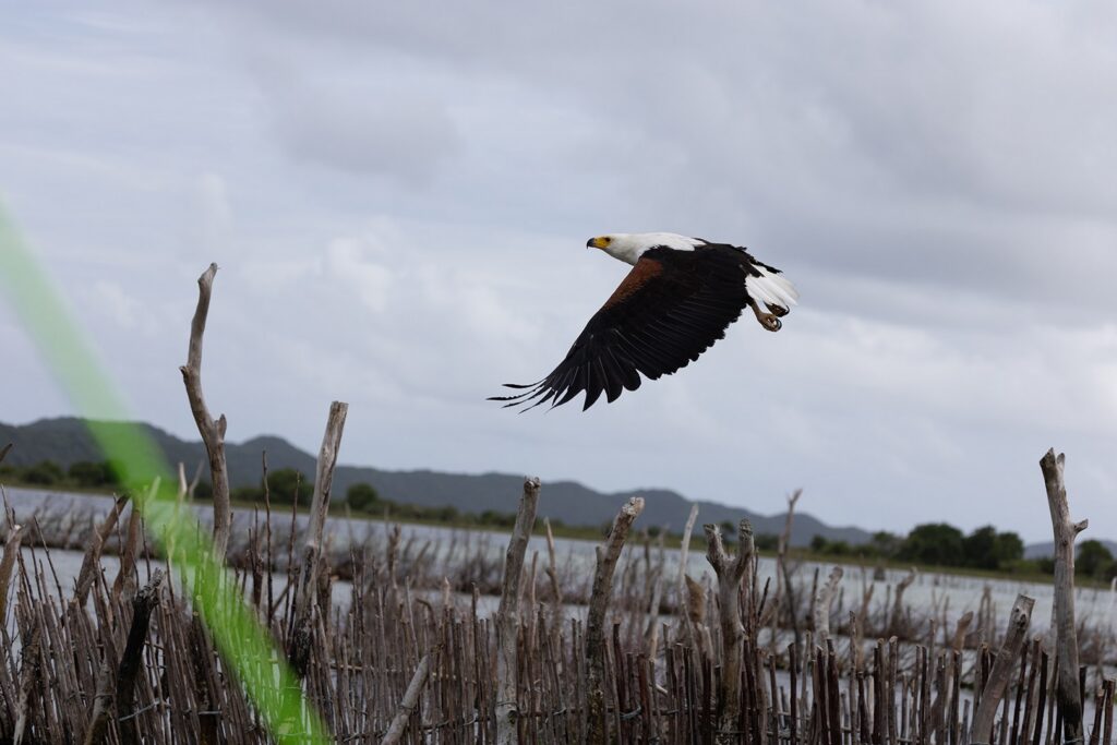 Original photograph by Belinda Ueckermann