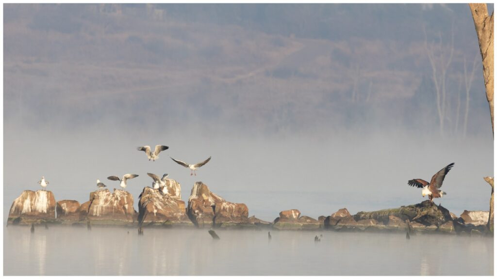 Original photograph by Anita Bester