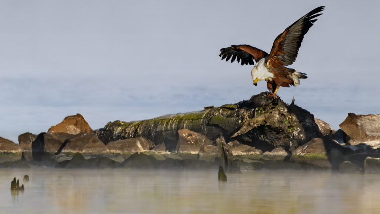 Fish Eagle with its Prey, David Roberts