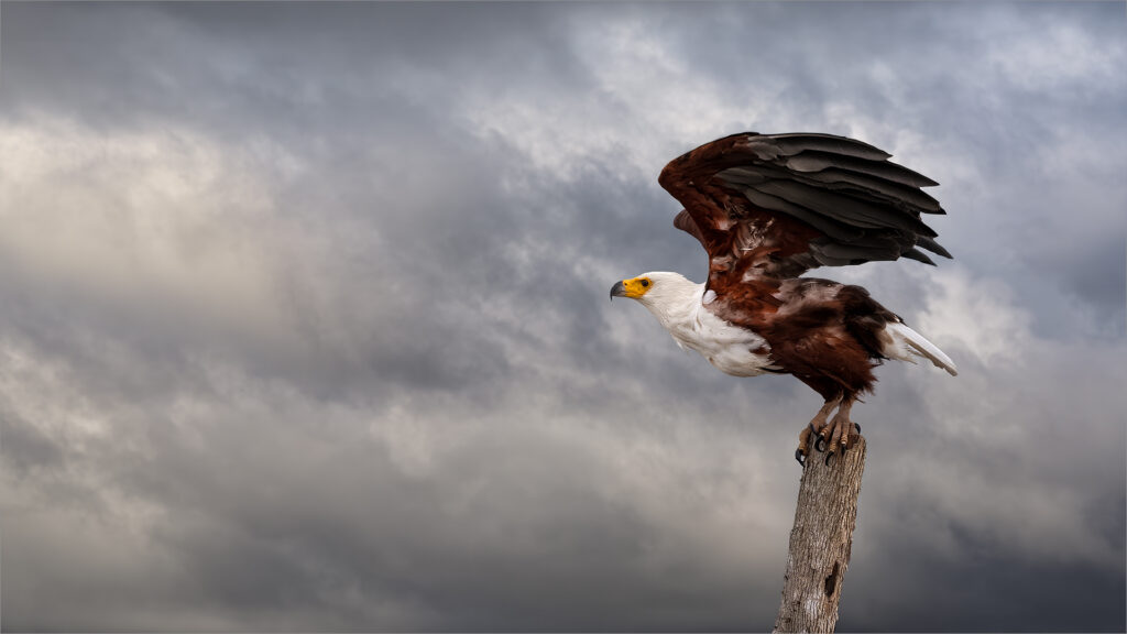 Freedoms Edge