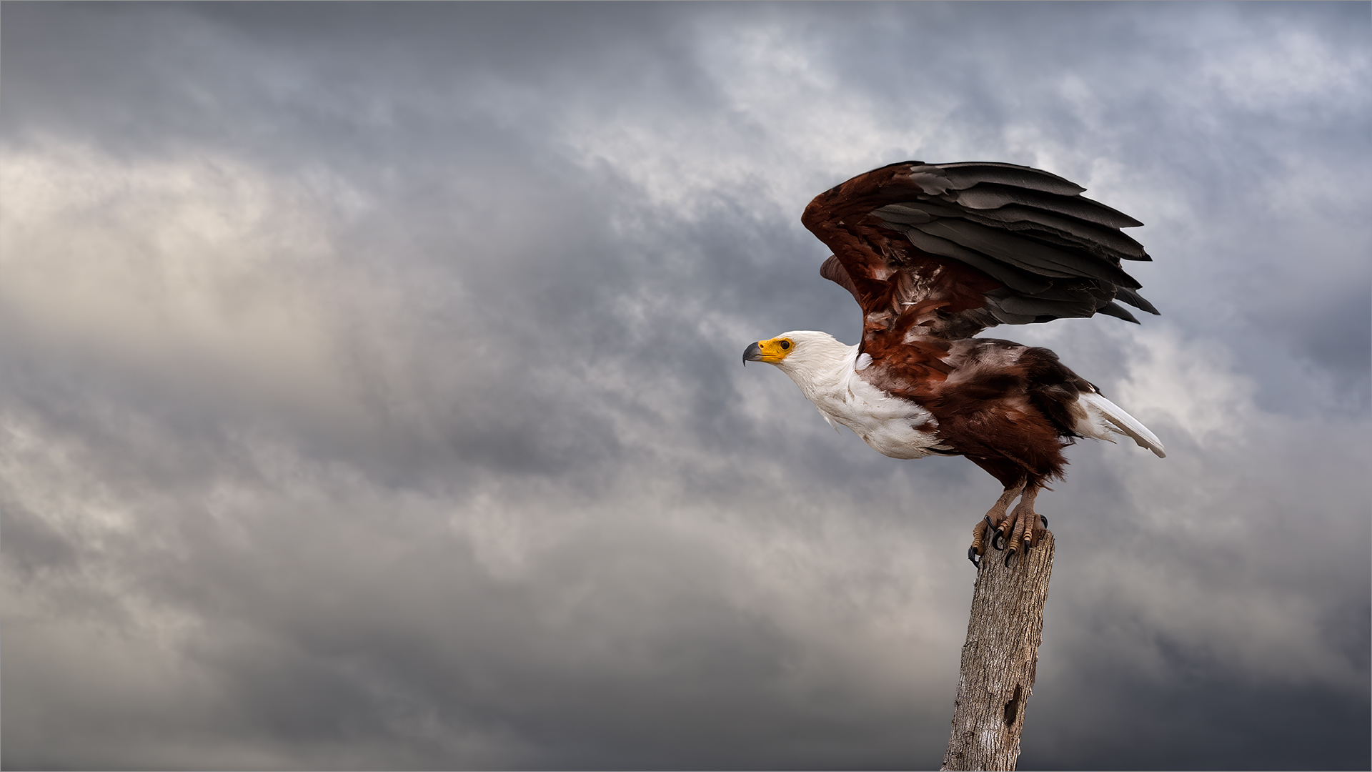 Freedom's Edge, Belinda Ueckermann
