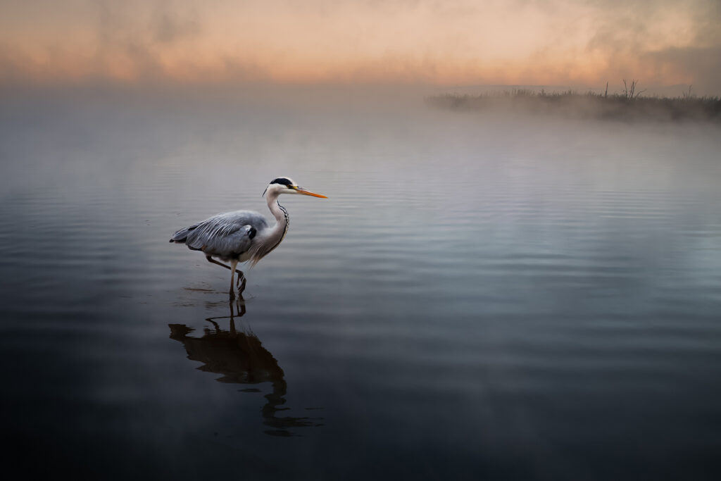 Heron in Fog