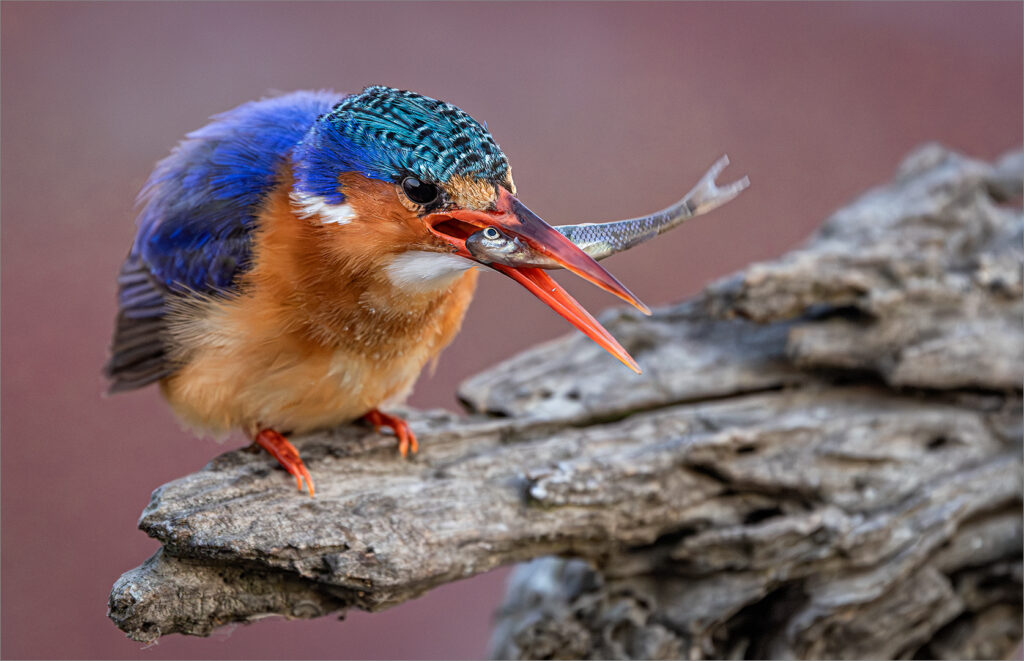 Malachite Kingfisher with Breakfast