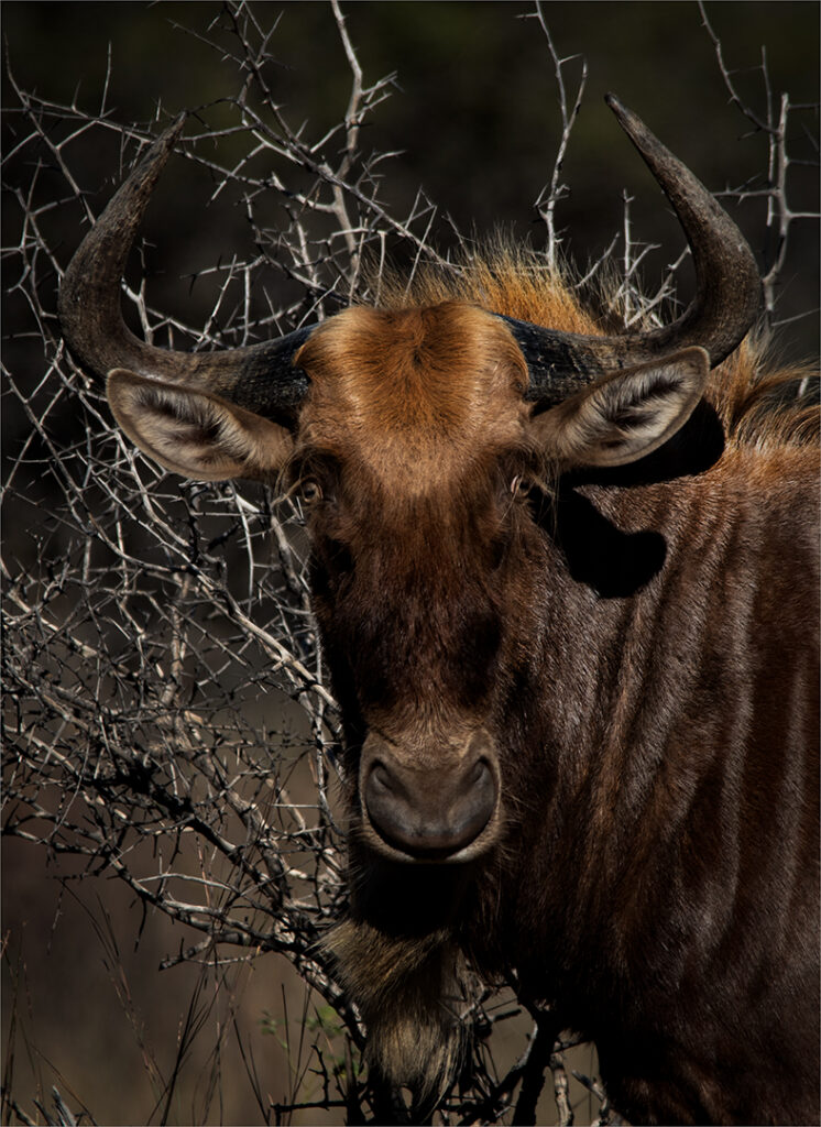 Inni Bos, Andries Francois Botha