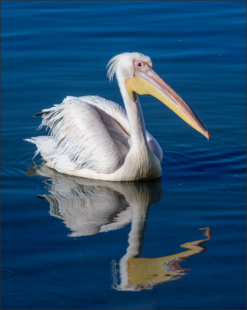 Pelican