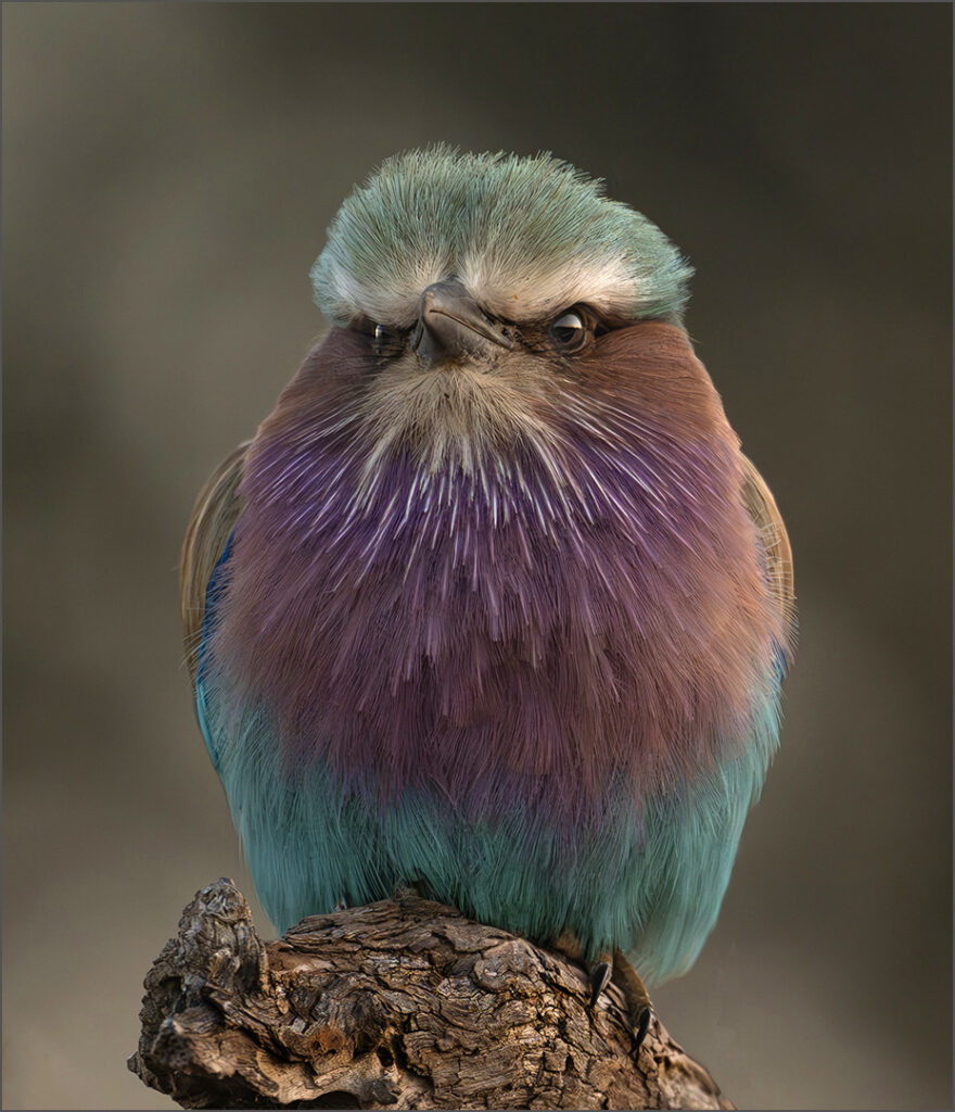 Troupant