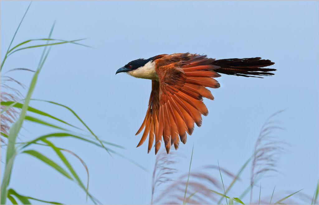 Coppertail Coucal