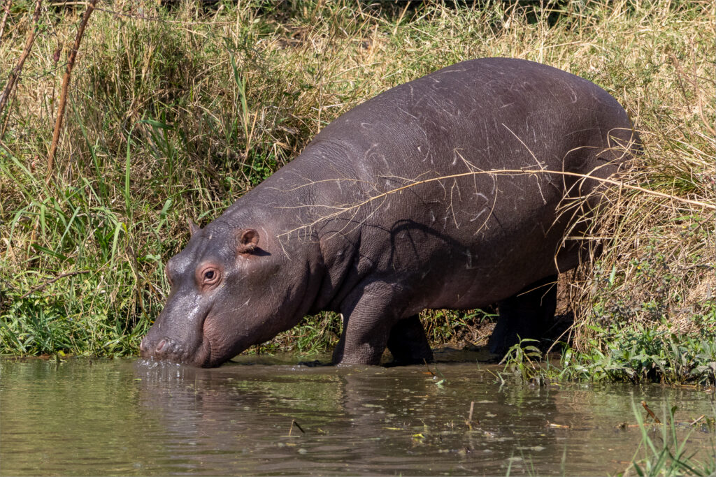 Hippo Entering Water