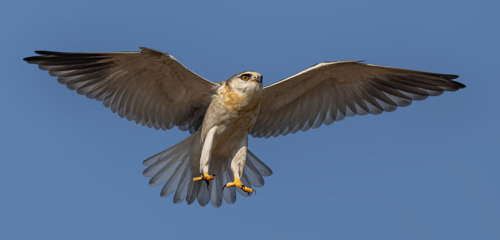 Black-shouldered Kite