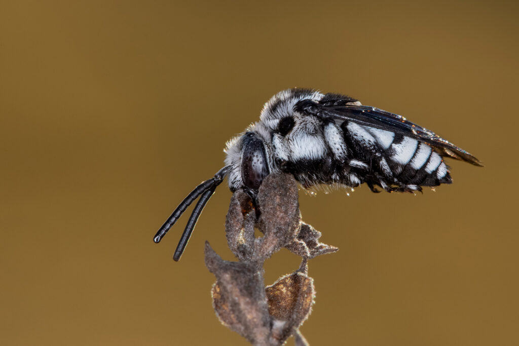 Cuckoo Bee at Rest