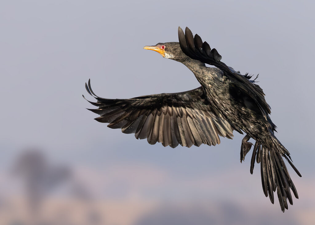 The Landing