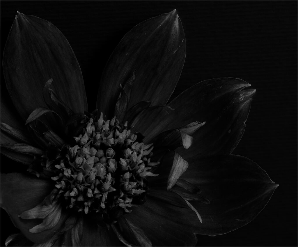 Black Flower