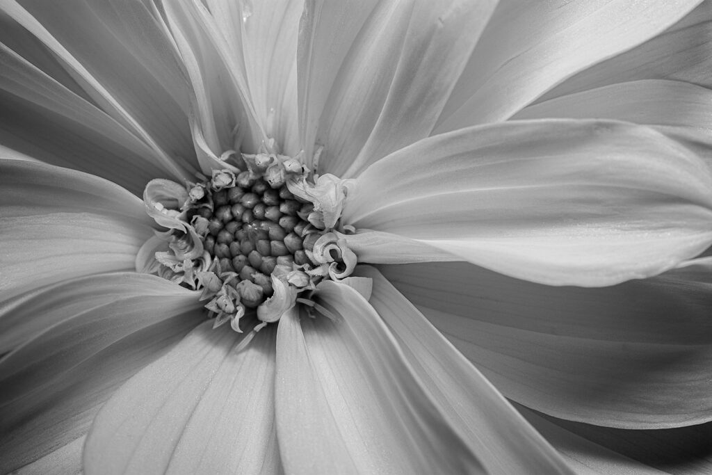 Purity