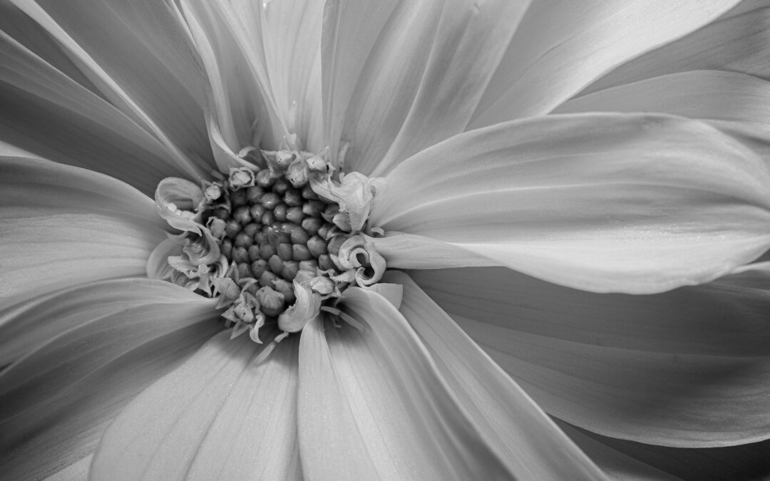 Purity