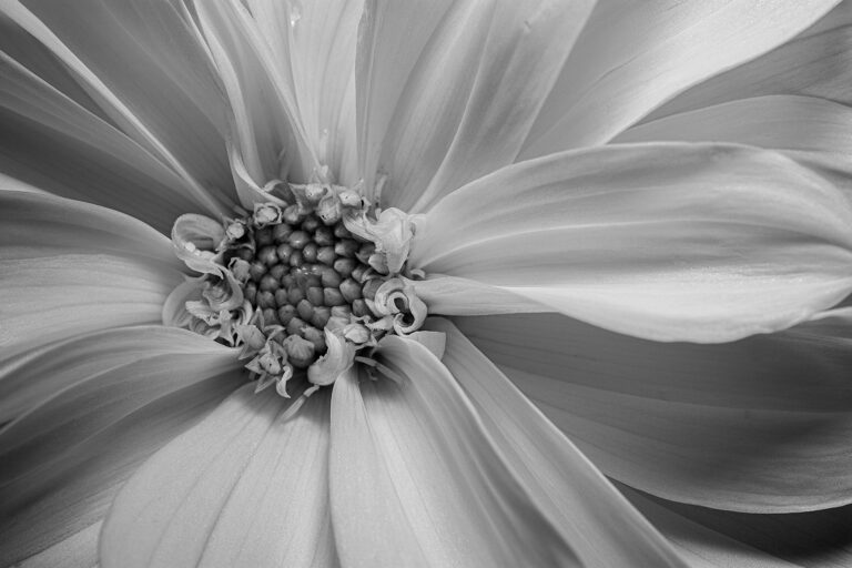 Purity