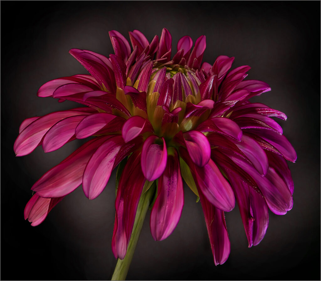 Pink Dahlia