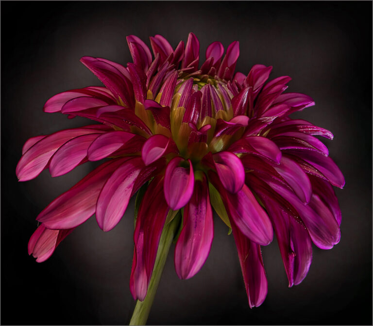 Pink Dahlia, Antonette Bezuidenhout