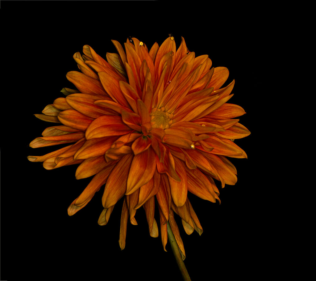 Dressed in Orange