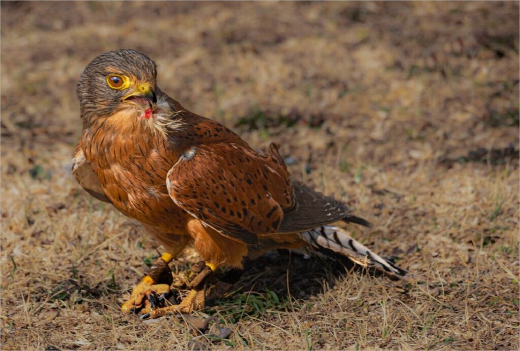 Tagged but has a Kill