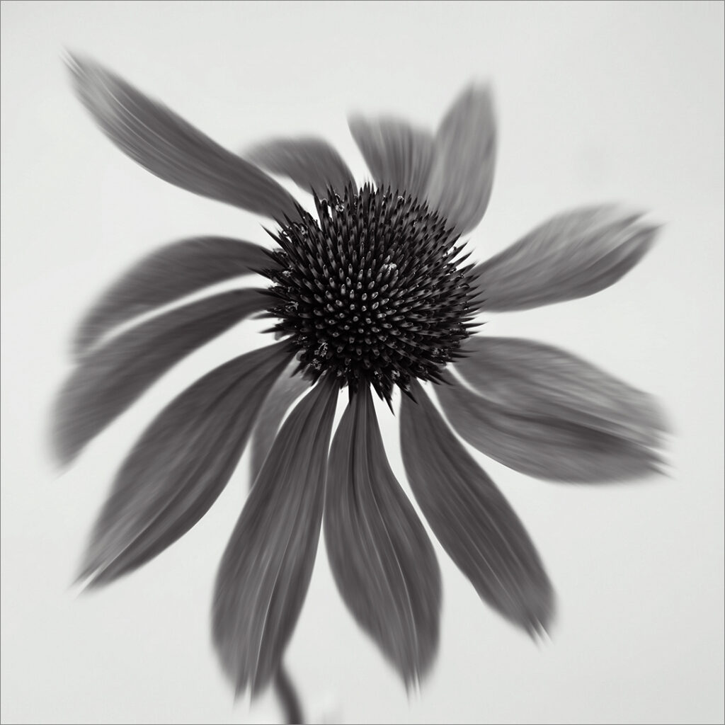 The Dancing Flower