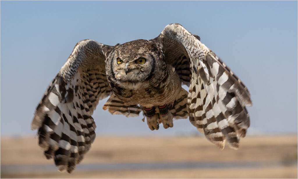 Spotted Eagle Owl