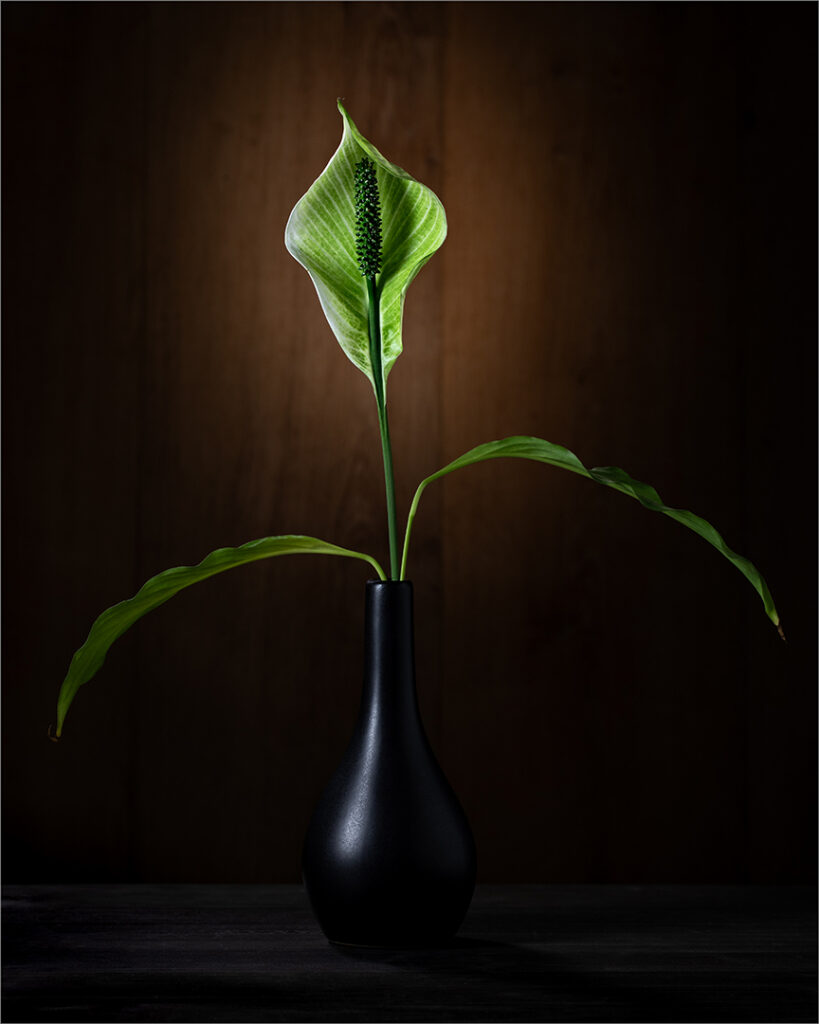 Lily in Vase