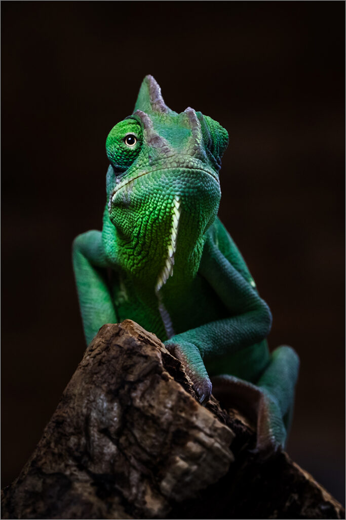 Watching You
