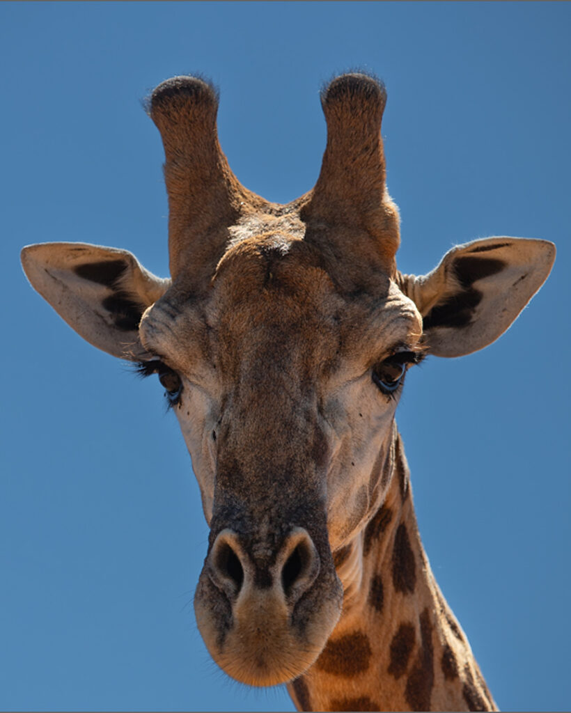 Giraffe Portrait