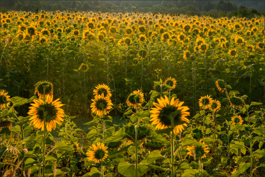 Sonneblom Field