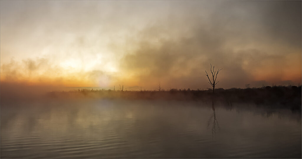 The Tree in the Mist