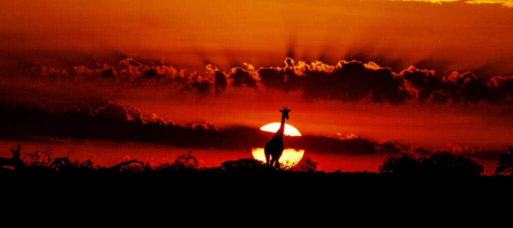 Giraffe Sunrise